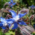 Borage