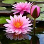 Water Lily