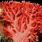 Coral